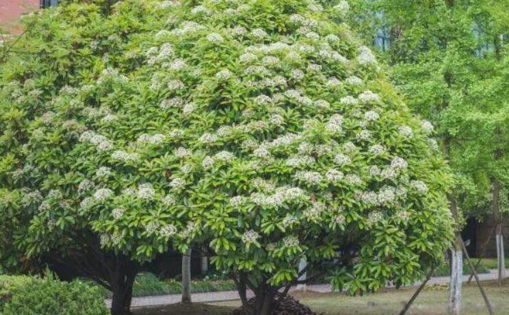 ʯ骻���ζ����ʲô�� ����ζ��Ů������Ϊʲô�Ầ��