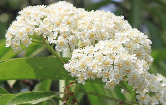 ʯ骻���ζ����ʲô�� ����ζ��Ů������Ϊʲô�Ầ��