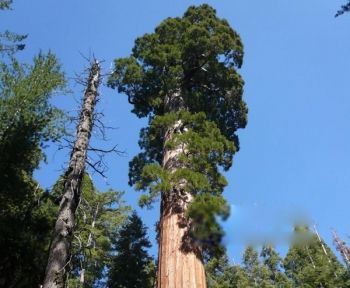 杏仁桉树的图片及介绍 世界上最高的杏仁桉树大约高多少米