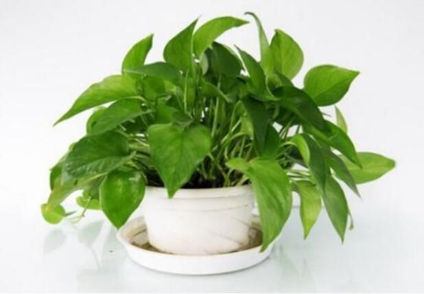 风水中的十大不吉利花彼岸花多生长在坟墓旁 走红网