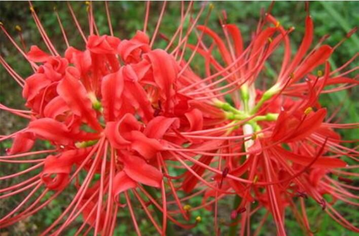 风水中的十大不吉利花彼岸花多生长在坟墓旁