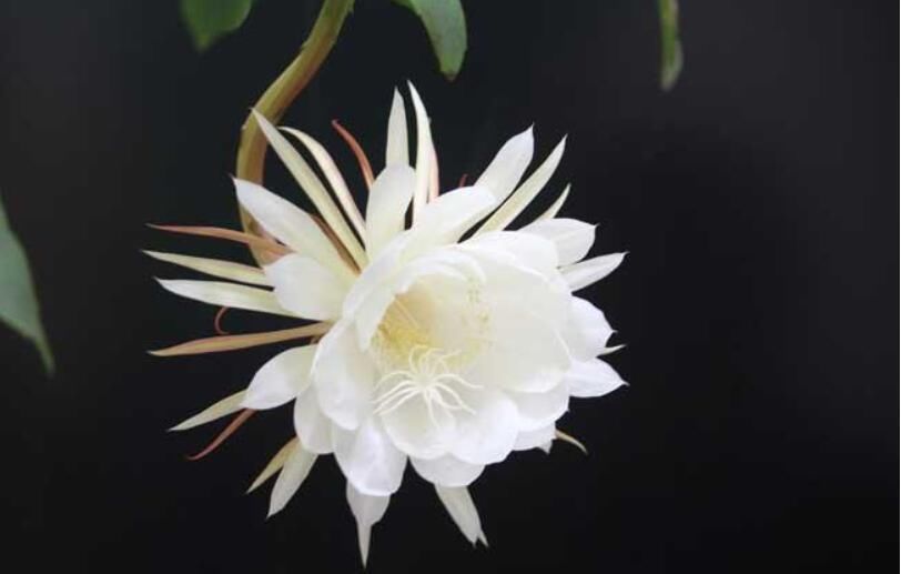 风水中的十大不吉利花彼岸花多生长在坟墓旁 走红网