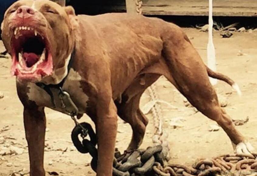 十大猛犬排名一到十世界十大猛犬第一是什么犬 走红网