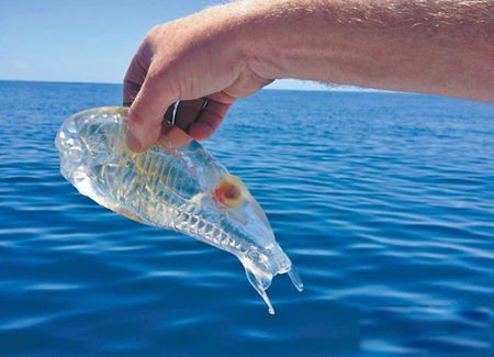 樽海鞘是什么动物图片 又称幽灵鱼能吃吗