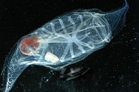 樽海鞘是什么动物图片 又称幽灵鱼能吃吗