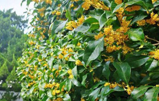 桂花树是镇宅树吗排名第一最好的镇宅树 走红网