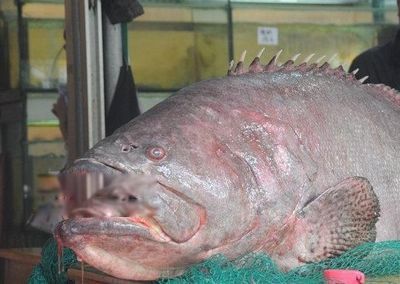 龙趸鱼与石斑鱼的区别 龙趸鱼多少钱一斤