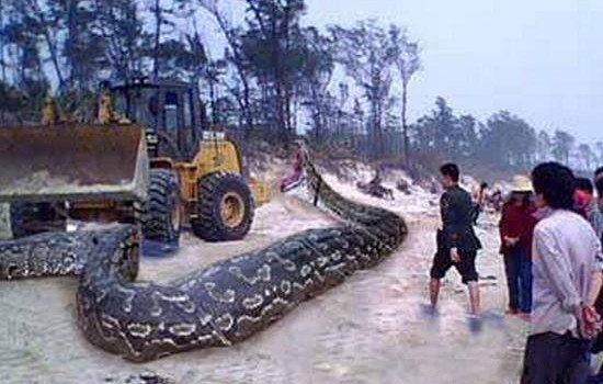 辽宁挖出大蛇事件是真的吗 140岁长蛇冠子蛇精真相