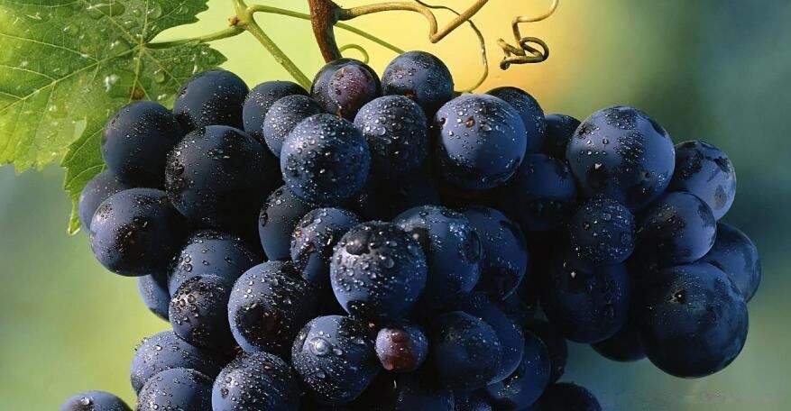 降血脂的水果有哪些 降血脂最有效5种食物水果