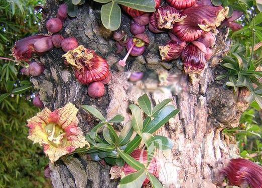 吸血树真的存在吗 在阿富汗森林发现的(腐蚀性强)