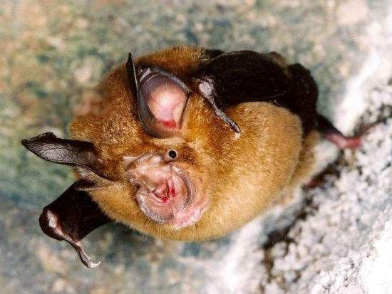 中华菊头蝠是什么蝙蝠 通过什么宿主感染人类