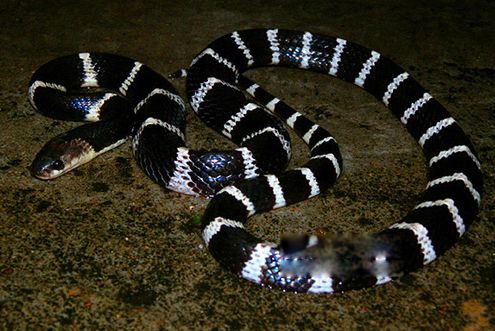 毒蛇排名前十位的图片 第四的灰蓝扁尾海蛇有神经毒素