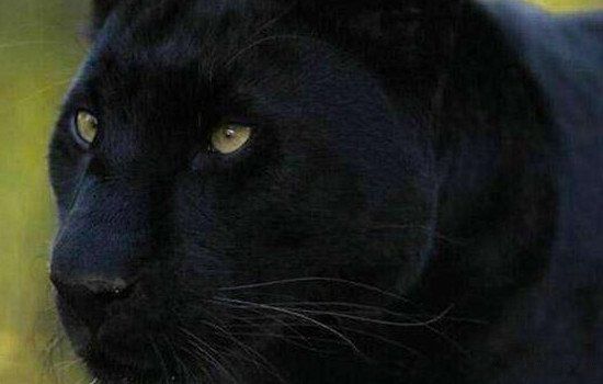 霸王猇真的存在吗灭绝了吗 霸王猇为什么灭绝