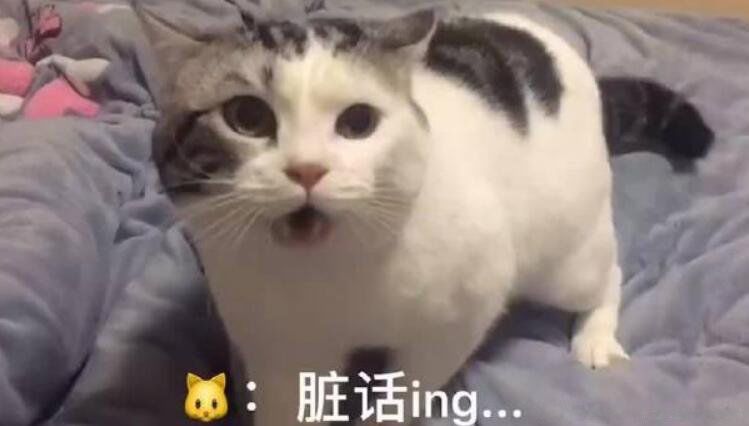 骂人不带脏字的话越毒越好 高级的含蓄的骂人的短语