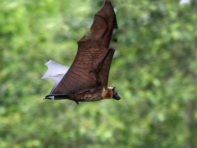 世界上最大的蝙蝠：马来大狐蝠咬人吗 长什么样子图片