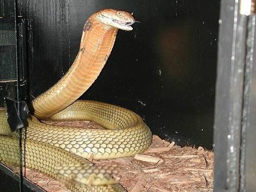 帝皇眼镜蛇王介绍资料和眼镜王蛇有什么区别