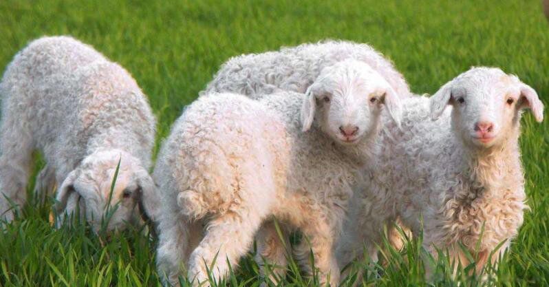 ũ������50ֻһ��׬����Ǯ һ�괿�����Ŷ���