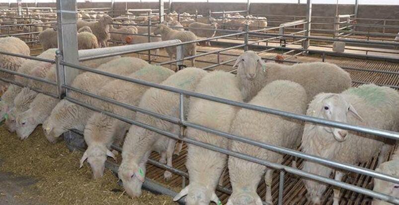 ũ������50ֻһ��׬����Ǯ һ�괿�����Ŷ���