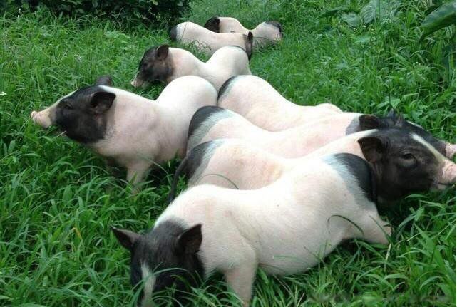 ũ������50ֻһ��׬����Ǯ һ�괿�����Ŷ���