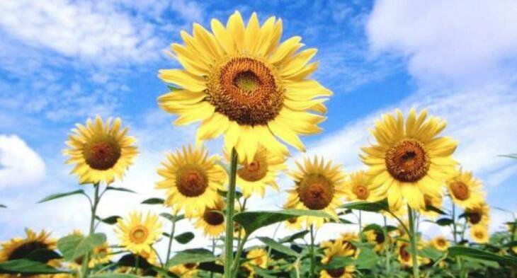 ���տ��������ں�ʱ�� ���տ�����Ҫ��;��ʲô