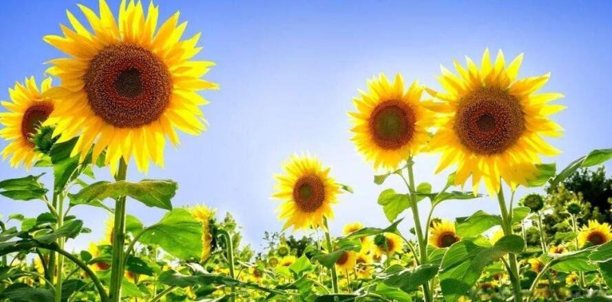 ���տ��������ں�ʱ�� ���տ�����Ҫ��;��ʲô