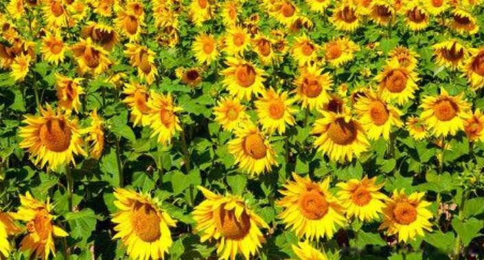 向日葵开花季节和时间向日葵的主要用途是什么