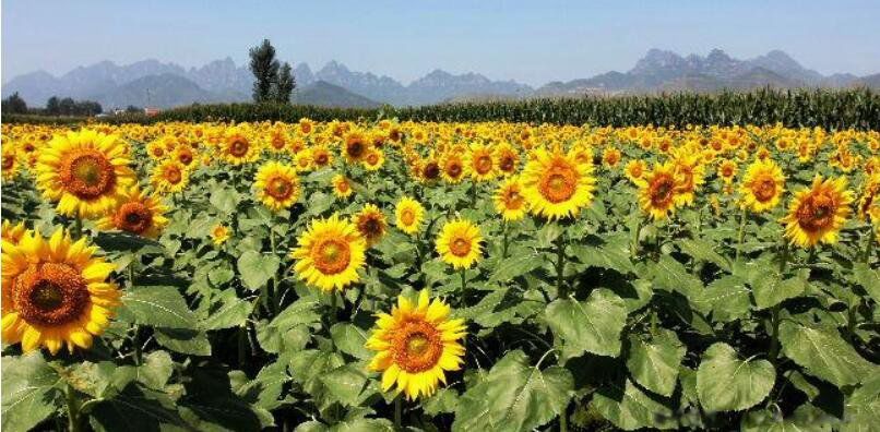 向日葵开花季节和时间向日葵的主要用途是什么
