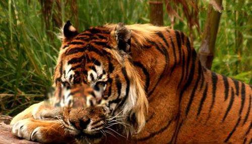 爪哇虎灭绝了吗图片