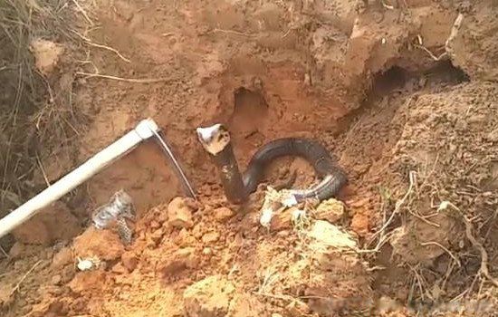 广西桂平挖蛇事件真相 挖掘机挖到蟒蛇详细介绍