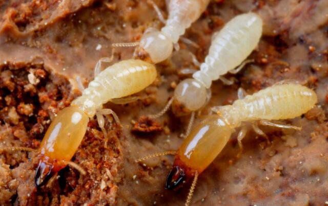 白蚁怎么消灭最有效方法 去除白蚁的最好方法是什么