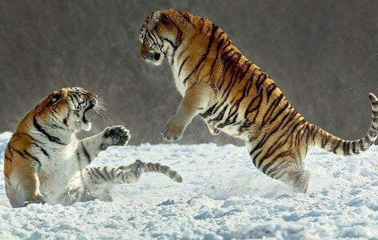 ������2022�����ƺͲ�����ô�� �������涼��˳����һ��