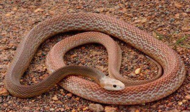 中国十大无毒蛇排行榜 第一名大王蛇个头比较大