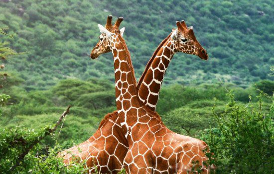 世界上最矮的长颈鹿是多少米名字叫奈杰尔259米