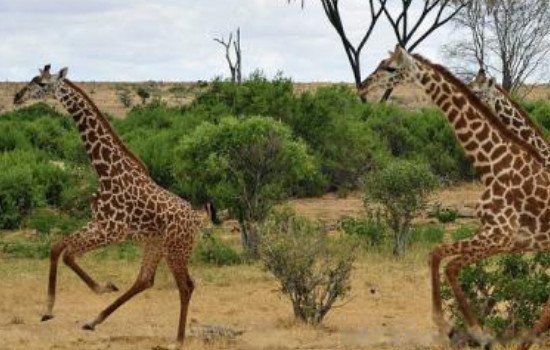 世界上最矮的长颈鹿是多少米 名字叫奈杰尔2.59米
