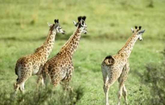 世界上最矮的长颈鹿是多少米 名字叫奈杰尔2.59米