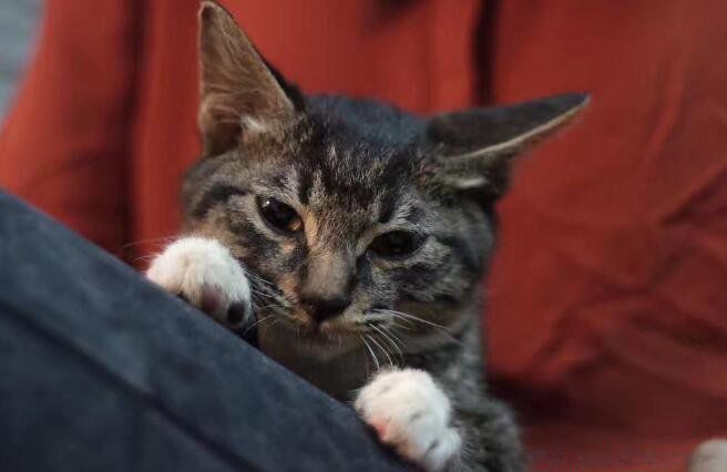 狸花猫是什么猫多少钱一只被狸花猫抓了有关系吗 走红网