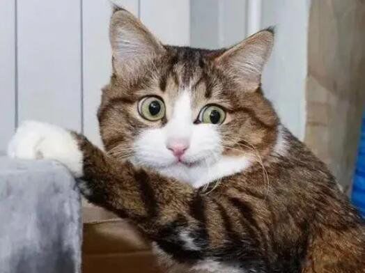 狸花猫是什么猫多少钱一只 被狸花猫抓了有关系吗