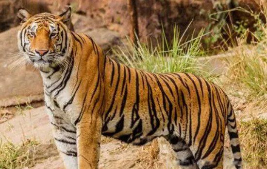 2022����˳������Ф����Щ 4���󼪴�����ѵ���Ф