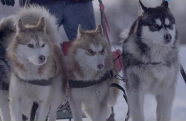 雪橇三傻是哪三种狗智商排名 雪橇三傻谁是老大