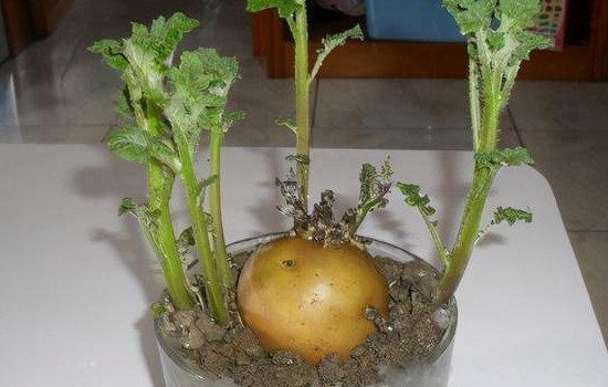 ��ѿ���������ܳ����ж��� ��ѿȥ������ô�������Գ�