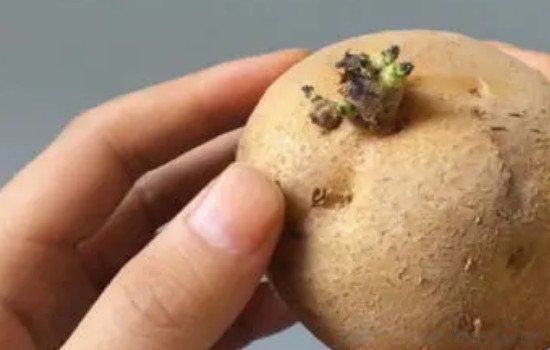 ��ѿ���������ܳ����ж��� ��ѿȥ������ô�������Գ�
