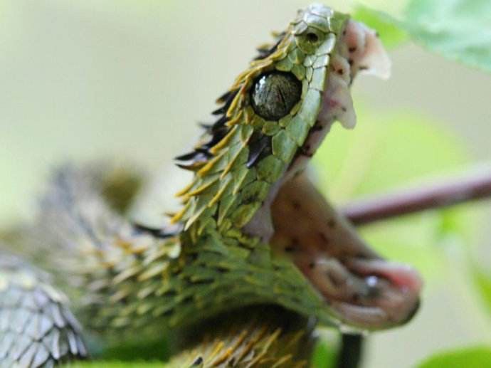 香蛇图片是什么动物 女子用蛇当耳环怎么回事