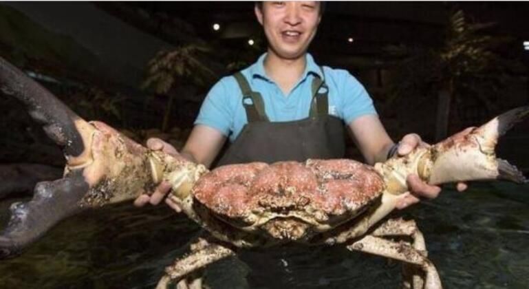 世界上最大的螃蟹排行榜 第一名杀人蟹有多大