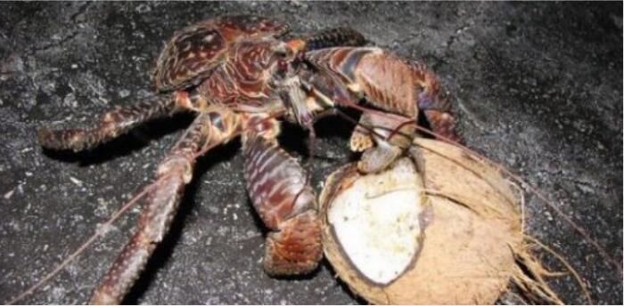 世界上最大的螃蟹排行榜 第一名杀人蟹有多大