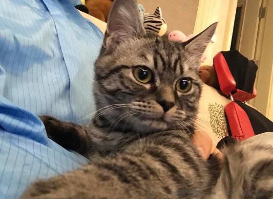 ����è����Ǯһֻ ����è�Ը��ص���ô��