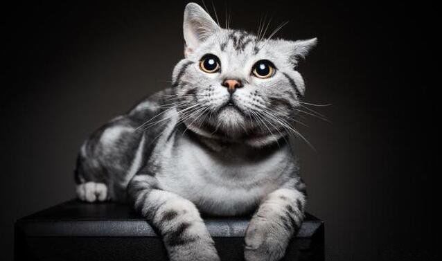 ����è����Ǯһֻ ����è�Ը��ص���ô��