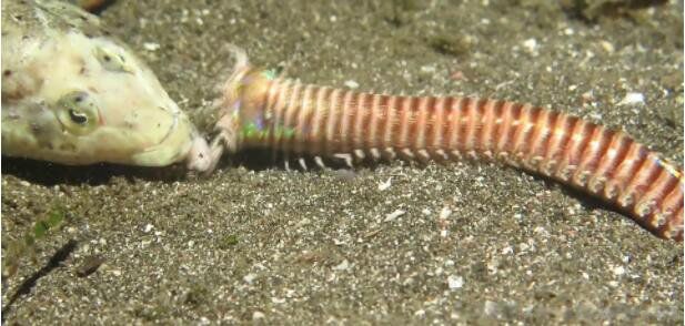 博比特虫图片长什么样子 它的天敌是什么动物有哪些