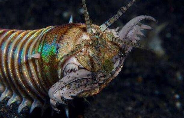 博比特虫图片长什么样子 它的天敌是什么动物有哪些