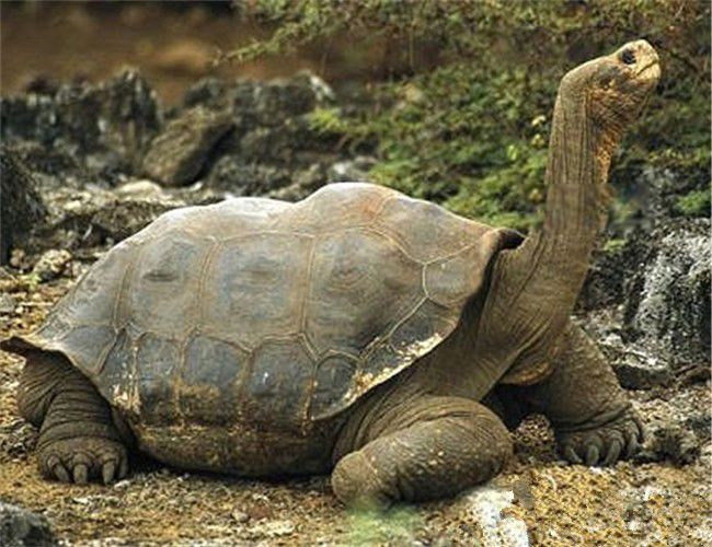 加拉帕戈斯象龟还有多少只 世界上体形最大的海龟
