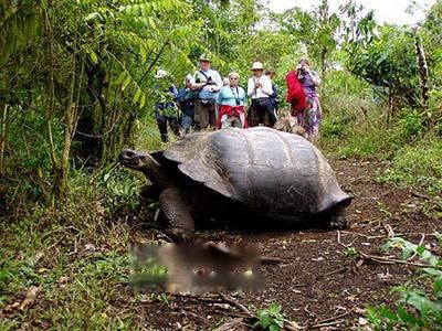 加拉帕戈斯象龟还有多少只 世界上体形最大的海龟